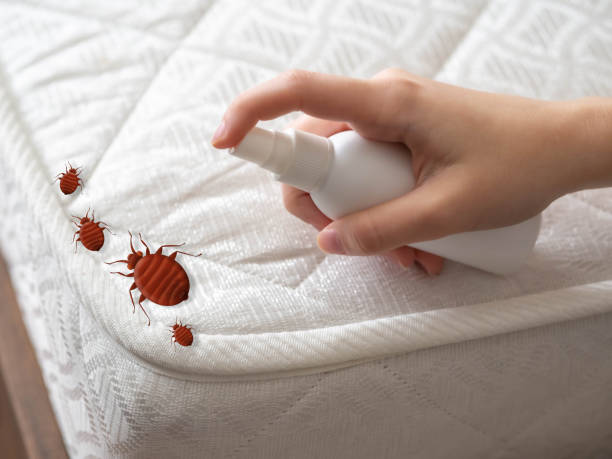 Best Pest Control Near Me in Rochester, MN