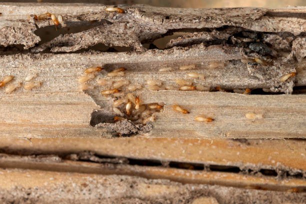Best Mosquito Control Services  in Rochester, MN