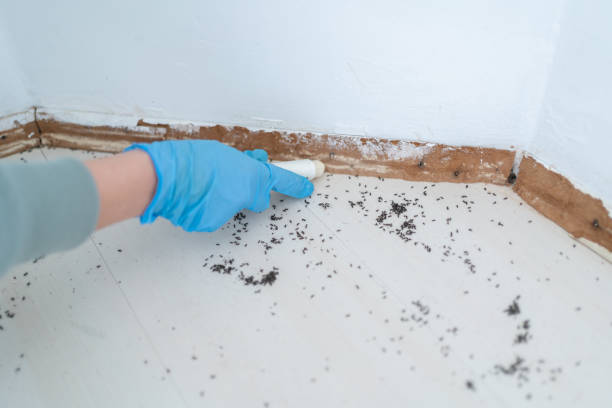 Best Rodent Control Near Me  in Rochester, MN